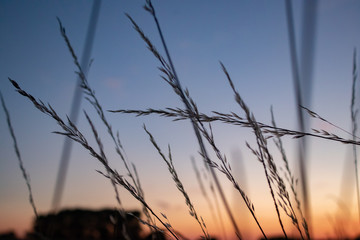 long grass at sunset