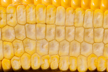 grain structure corncob