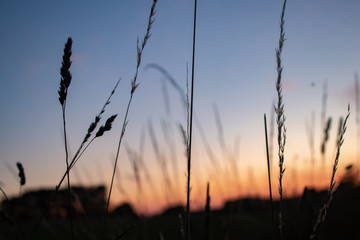 long grass at sunset
