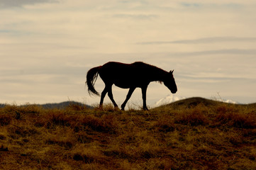 Wild Mustand Silouette against Snow Capped Mountains