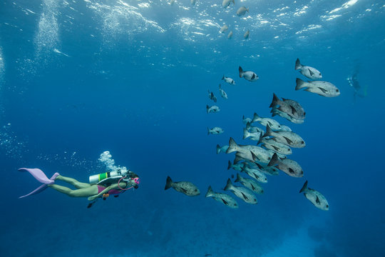 A female diver swimming with school of snapper