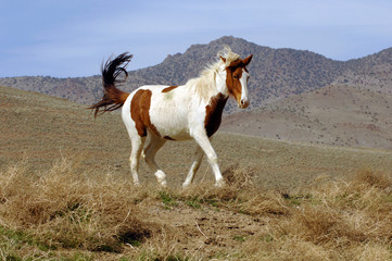 Fototapeta na wymiar Wild Mustang Pinto 