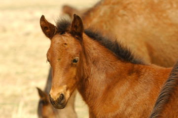 Close Up of a Wild Mustang Foal