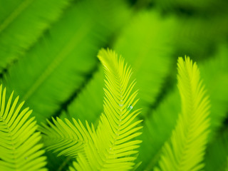 Rain Drop on The Edge of Climbing Wattle Leaf