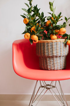 Potted orange tree with fruits