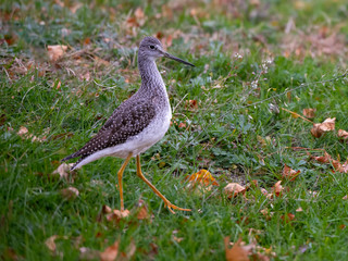 Greater Yellowlegs Standing on Grass