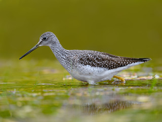 Greater Yellowlegs Portrait in Fall on Green Background