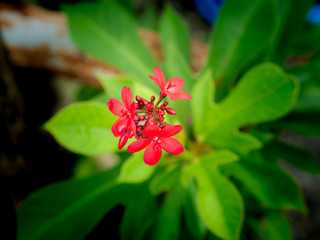 Bouquet of Red Spicy Jatropha Flowers Blooming