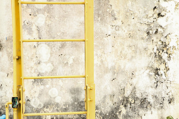 Peacock beatiful natural 