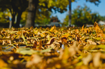 Down on the park lawn floor covered in dry yellow crispy leaves. 