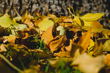 The close up detail of the dry yellow leaves on the ground by the trees