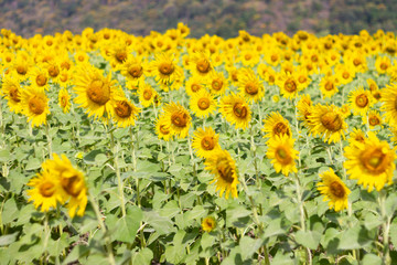 Obraz premium Closeup Beautiful of a Sunflower or Helianthus in Sunflower Field, Bright yellow sunflower Lopburi, Thailand