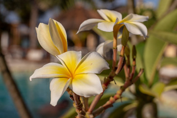 frangipani flower in garden