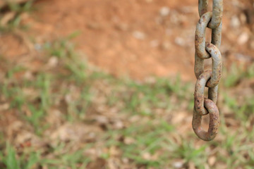 Peacock beatiful natural 
