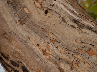 Texture of a Sycamore Branch in Rich Earth Tones