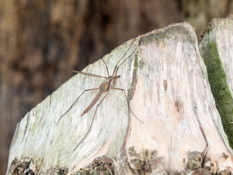 crane fly summer day close up macro on wood bark outside nature