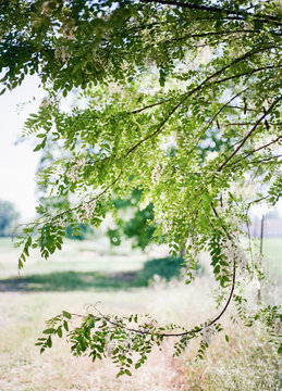 Robinia pseudoacacia branch full of new leaves in italian fields