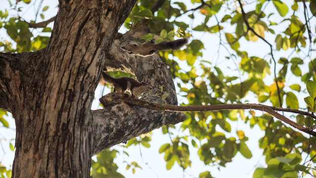 Brown squirrel stand and jump on tree