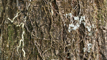 abstract arid brinks wook floor land 