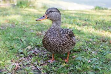 Wild duck closeup