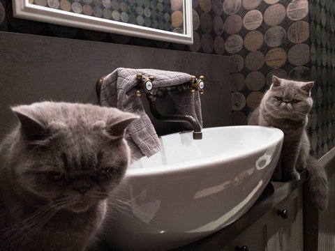 Two Grey Cats