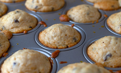 Warm freshly baked warm bite size chocolate chip muffins in a mini muffin baking pan.