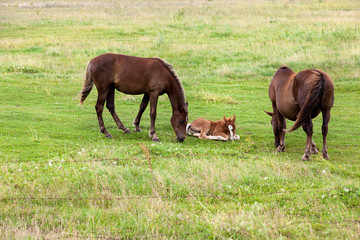 family from horse