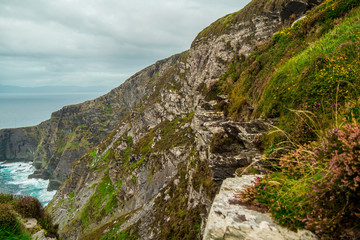 Fototapeta na wymiar Beautiful vegetation at the Irish west coast at Kerry