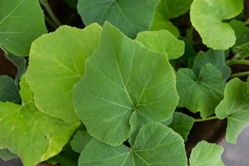 beautiful green plant