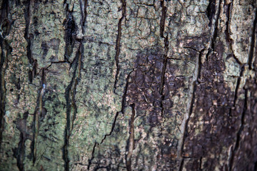 Brown wood texture. Abstract background, empty template.