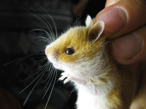 Hamster in hand. Hamster hold the scruff. Hamster held with fingers