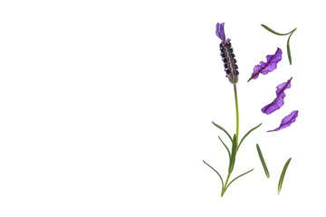 Crédence de cuisine en verre imprimé Lavande garden lavender flower and petals on white with copy space on left