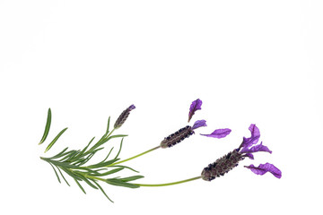 topped lavender flowers isolated on white background with copy space