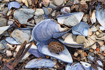 Top view of broken mussel seashells and seaweed washed up on shore with a dried walnut among...