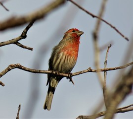 finch on a branch