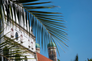 Palm tree leaves with the St. Michael's Church and Frauenkirche (Munich cathedral) in the background