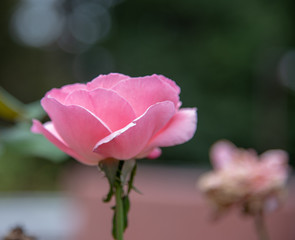 pink rose in garden