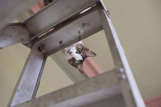 Renovating at home with pets - cat up the ladder