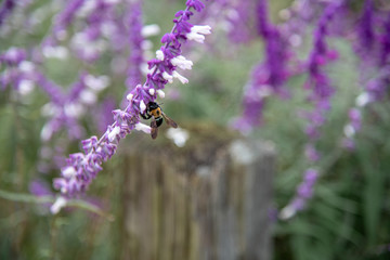 bee on lavender