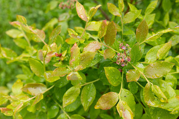 Several buds of a blueberry bush after a morning shower with wet branches and leaves in the background.