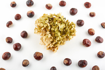 Many peeled chestnuts and dried flowers on white background