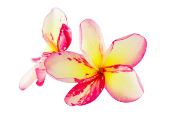 Fototapeta na wymiar Isolated plumeria flower on the white background.