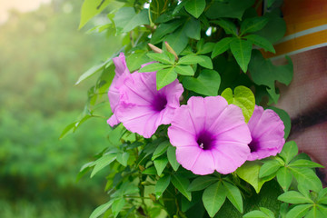  Morning Glory is bloom in  the morning and foggy.