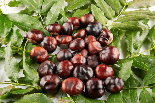 Many peeled chestnuts lie on green leaves
