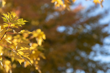 Fototapeta na wymiar Fall tree leaves. Autumn copy space backdrop. Selective focus bokeh background.