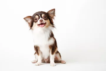 Poster Chihuahua dog sitting on white studio background © Kitti bowornphatnon
