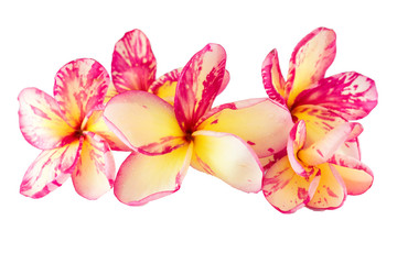 Isolated plumeria flower on the white background.
