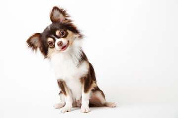 Chihuahua dog sitting on white studio background - obrazy, fototapety, plakaty