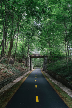 Bike Path Through Dark Woods