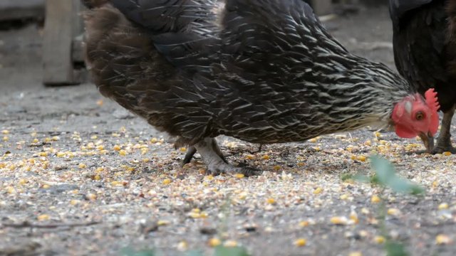 Hens and roosters eat food off the ground in a village yard close up view